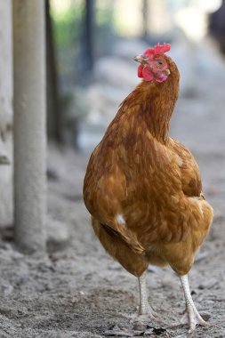 Hen in the meadow 