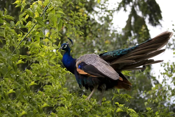 Peacock Het Wild — Stockfoto