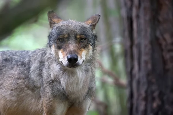 Wolf Wald Ein Porträt — Stockfoto