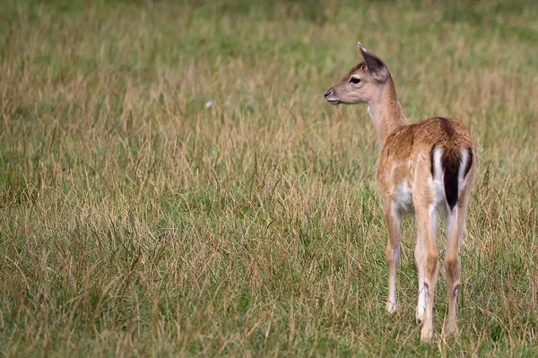 Jeune Cerf Jachère Dans Une Clairière — Photo