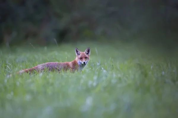 清晨薄雾中的狐狸 — 图库照片