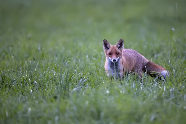 Fuchs Auf Einer Lichtung — Stockfoto