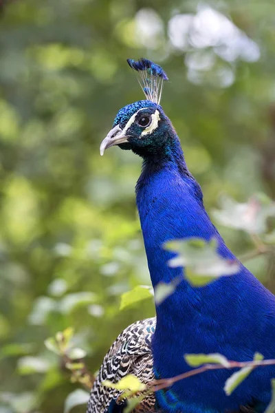 Peacock Het Wild Een Portret — Stockfoto