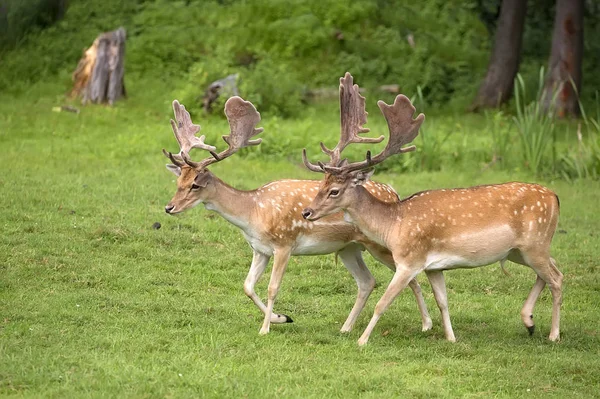 Damwild Auf Einer Lichtung — Stockfoto