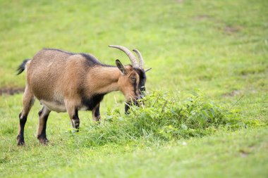 Keçi bir açıklıkta 