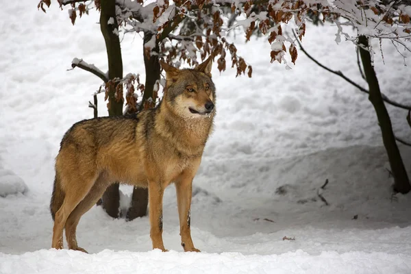 Wolf Winter Wald — Stockfoto