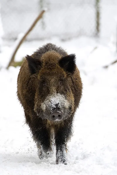 Wild boar in the wild in winter
