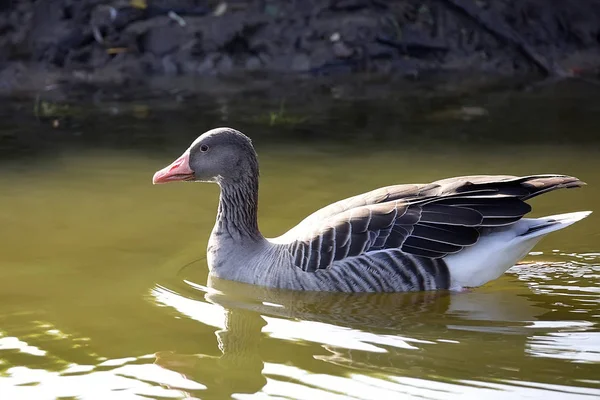 Canard Dans Nature — Photo