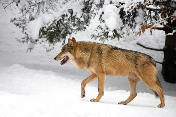 Lobo Bosque Invierno — Foto de Stock