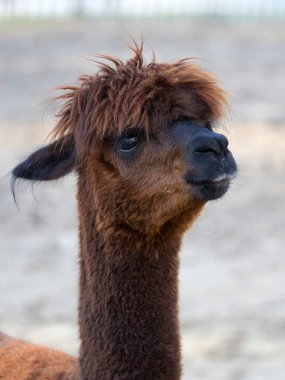 Brown alpaka, bir portre 