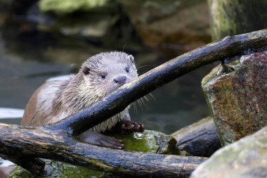 Vahşi doğada gelincik 