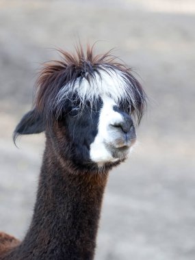 Bir açıklıkta Alpaca, bir portre 