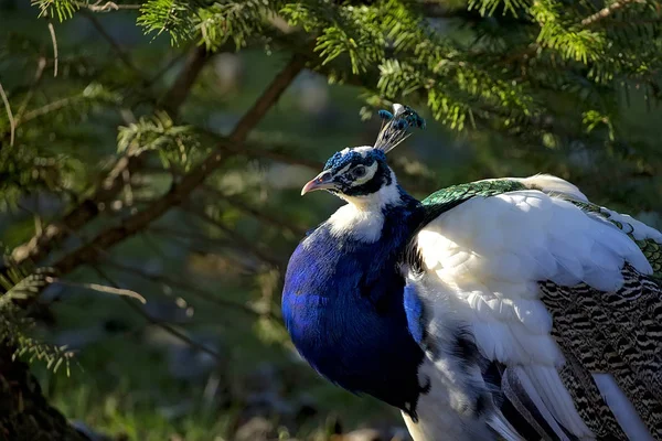 Peacock Retrato Bosque —  Fotos de Stock