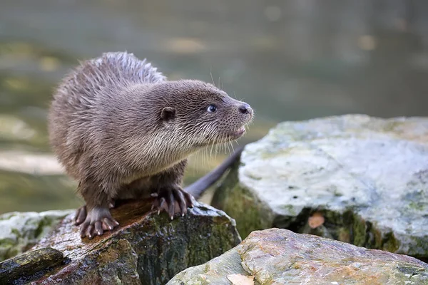 Wiesel Freier Wildbahn — Stockfoto