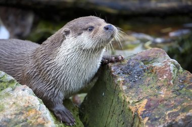 Vahşi doğada bir sansar, bir portre 