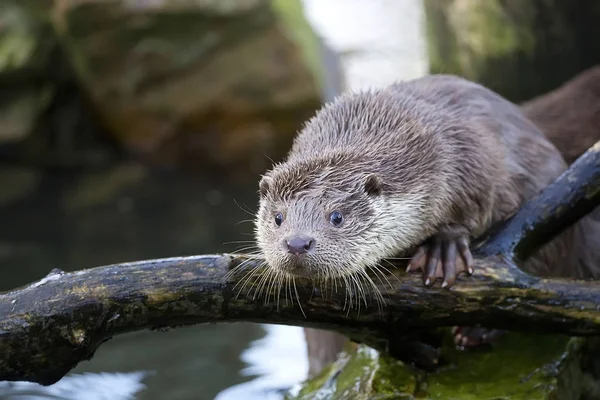 Vahşi doğada gelincik 