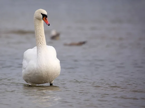 White Swan Wild — Stock Photo, Image