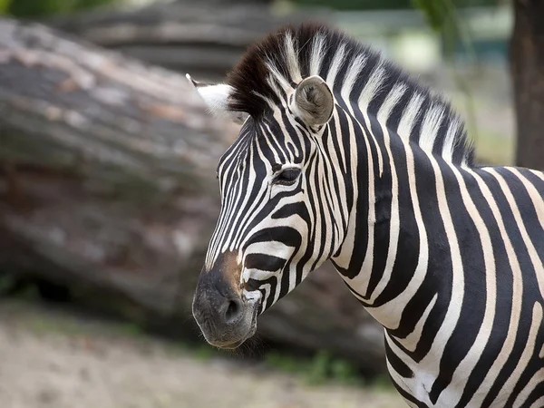 Zebra Clearing Portrait — Stock Photo, Image