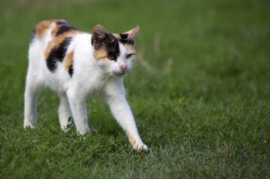 Kaçmakta olan bir açıklıkta kedi 