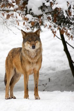 Ormanda kışın kurt 