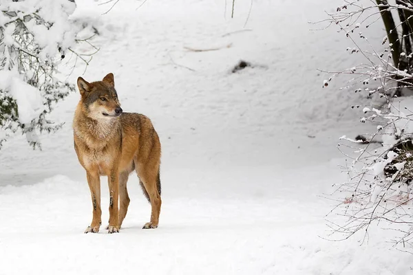 Lobo Invierno Bosque — Foto de Stock