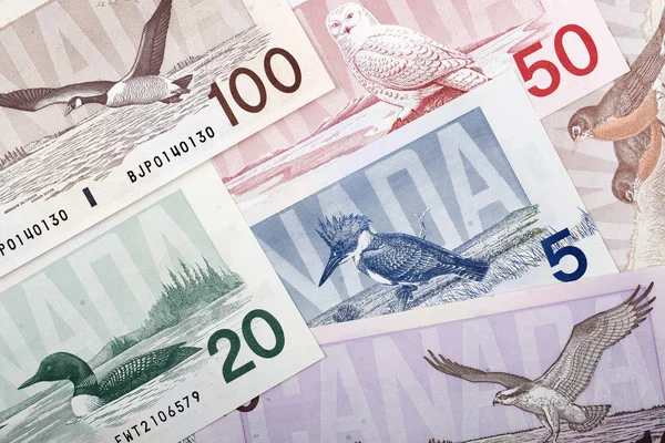 Canadese Dollars Keerzijde Een Zakelijke Achtergrond — Stockfoto