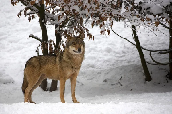 Wolf in winter in the forest