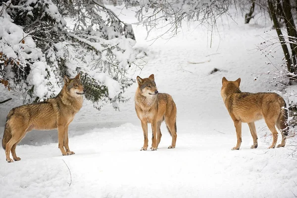 Wölfe Winter Wald — Stockfoto