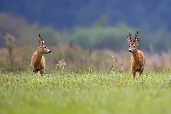 Rehe Auf Einer Lichtung Freier Wildbahn — Stockfoto