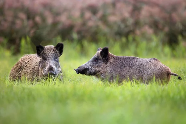 Wild Boars Clearing Wild — Stock Photo, Image