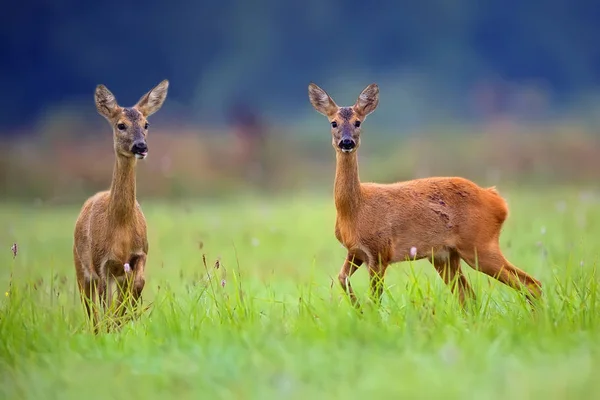 Roe Deers Clearing — Stock Photo, Image