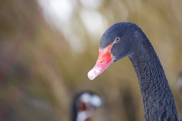 Black Swan Wild Portrait — Stock Photo, Image
