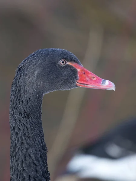 Cygne Noir Dans Nature Portrait — Photo