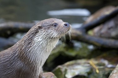 Vahşi doğada bir sansar, bir portre 