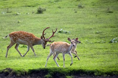 Vahşi nadas geyikler 