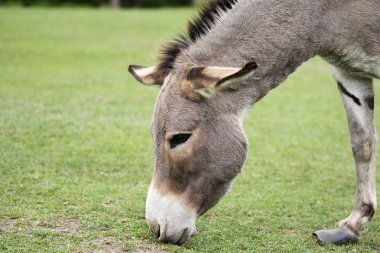 Eşek, bir açıklıkta bir portre