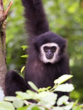 Lar gibbon bir portre 