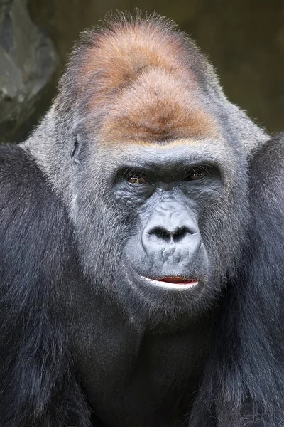 Gorila Retrato Cerca —  Fotos de Stock
