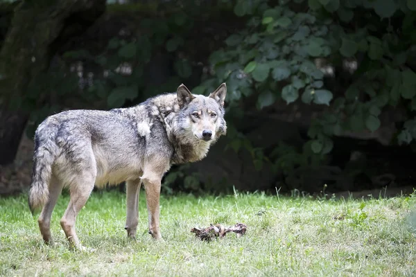 Wolf Auf Einer Lichtung — Stockfoto