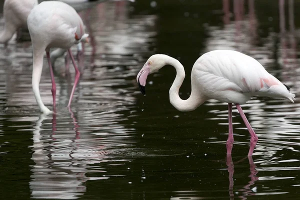 Flamingó Tóban — Stock Fotó