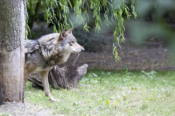 Wolf Auf Einer Lichtung — Stockfoto