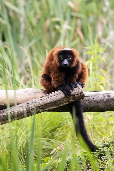 나무에 목도리 원숭이 — 스톡 사진
