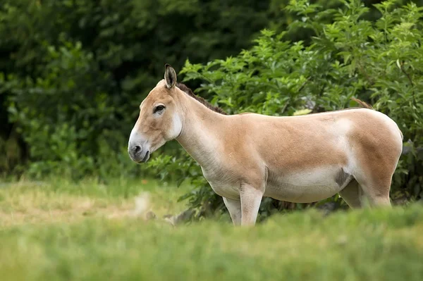 Onager Ένα Ξέφωτο — Φωτογραφία Αρχείου