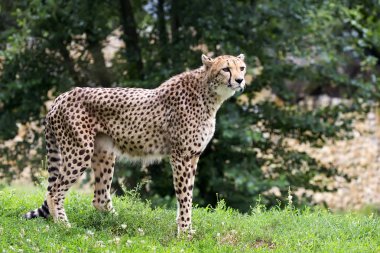 Cheetah bir açıklıkta