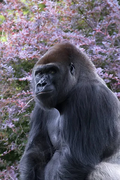 Gorilla Ein Porträt Aus Nächster Nähe — Stockfoto