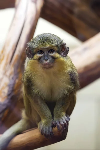 Gabon Talapoin Auf Einem Baum — Stockfoto