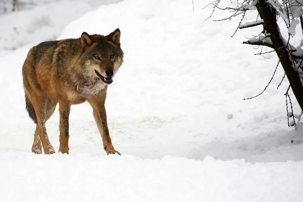 冬の野生のオオカミ — ストック写真
