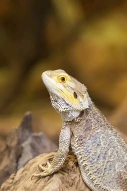 Tuatara vahşi bir portre