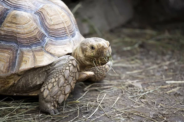 Kaplumbağa vahşi, bir portre