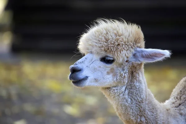 Alpaca Yakın Plan Bir Portre — Stok fotoğraf